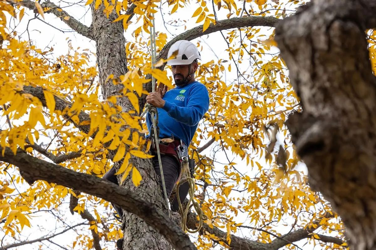 Skilled Tree Pruning crew working in Polo